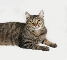 Tabby and white cat lying on gray