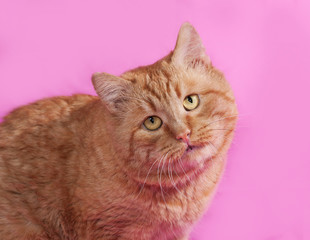 Obraz premium Red cat sitting on pink