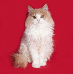 Fluffy red and white kitten sitting on red