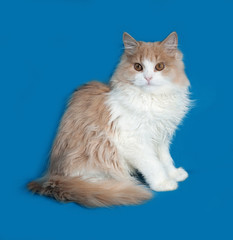 Fluffy red and white kitten sitting on blue