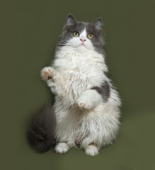 Fluffy gray and white kitten sitting on green