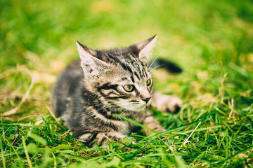 Small Cute Gray Cat Kitten Play Outdoor