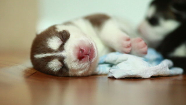 newborn puppy moving in sleep