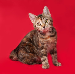 Tricolor kitten sitting on red