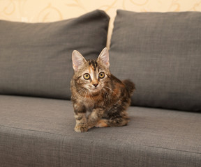 Tricolor kitten sitting on couch
