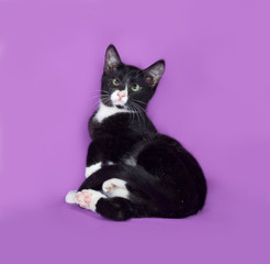 Black and white  small kitten sitting on lilac