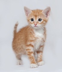 Red and white kitten standing on gray