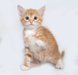Red and white kitten sitting on gray