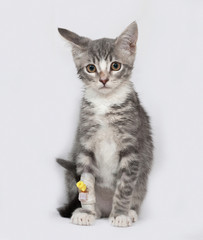 Obraz premium Sick and white striped kitten sitting on gray