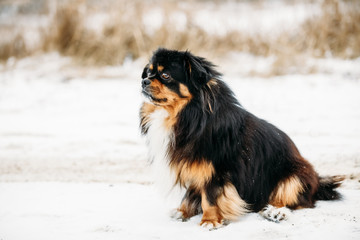 Mixed Breed Small Size Black And Brown Colors Dog in Snow