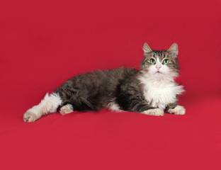 Fluffy tabby and white cat lies on red