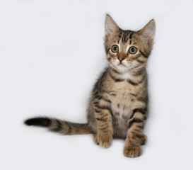 Fototapeta na wymiar Striped and white kitten sitting on gray