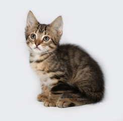 Striped and white kitten sitting on gray