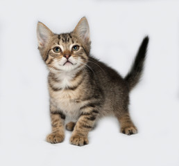 Striped and white kitten standing on gray