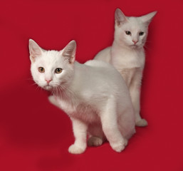 Two white kitten sitting on red