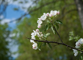 Branch of jasmine flowers on background sky