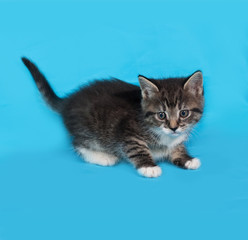 Little tabby and white kitten standing on blue