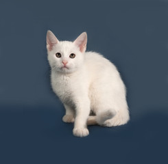Obraz premium Small white kitten sitting on gray
