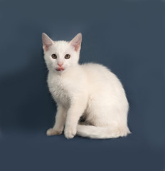 Small white kitten sitting on gray