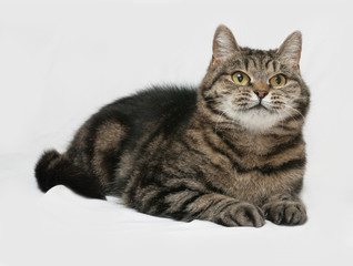 Fototapeta na wymiar Gray striped cat lies on gray