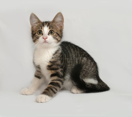 Striped and white kitten sitting on gray