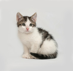 Striped and white kitten sitting on gray