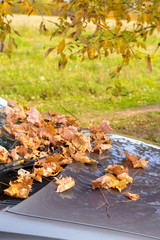 Fallen yellow leaves on the glass and hood of a car