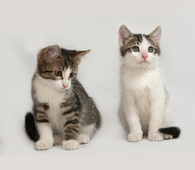 Two striped and white kitten sitting on gray