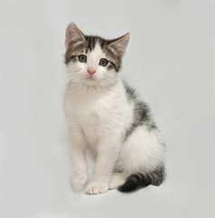 Striped and white kitten sitting on gray