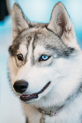 Close Up Head Young Husky Eskimo Dog With Multicolored Eyes