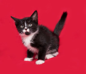 Black and white kitten standing on red