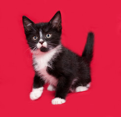 Black and white kitten sitting on red