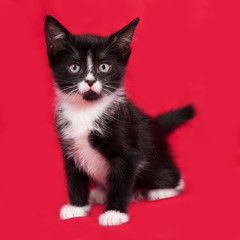 Black and white kitten sitting on red