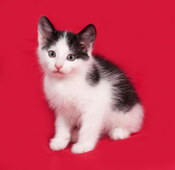 White and black kitten sitting on red