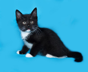 Black and white kitten sitting on blue