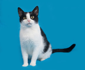 White and black cat sittng on blue