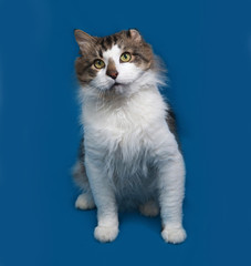 White and fluffy tabby cat sitting on blue