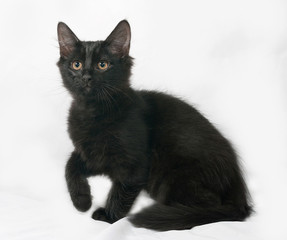 Black fluffy kitten sitting on gray