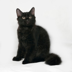 Black fluffy kitten sitting on gray