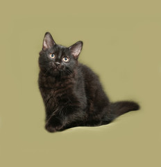 Obraz premium Black fluffy kitten sits on green