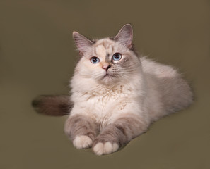 Siberian cat seal point lies on green