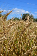 Zboże © KrólestwoNauki