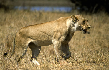 Leone - lion (Panthera leo) Kruger National Park in Sud Africa
