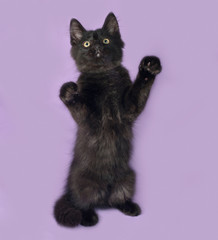 Black fluffy kitten standing on lilac