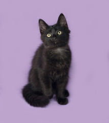 Black fluffy kitten sits on lilac