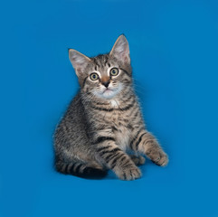 Fototapeta na wymiar Striped kitten sitting on blue