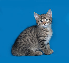 Striped kitten sitting on blue