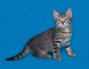 Obraz premium Striped kitten sitting on blue