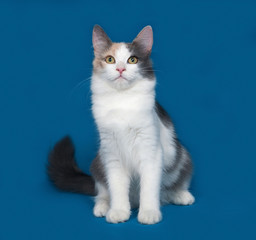 Fluffy tricolor cat sitting on blue
