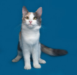 Fluffy tricolor cat sitting on blue